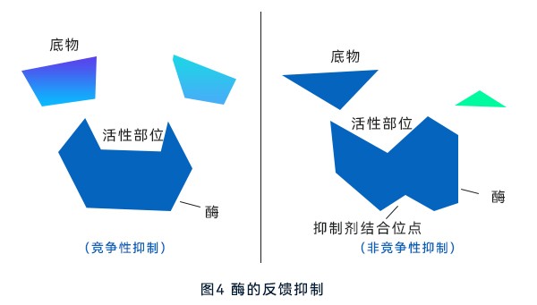 酶的反馈抑制 酶的反馈抑制