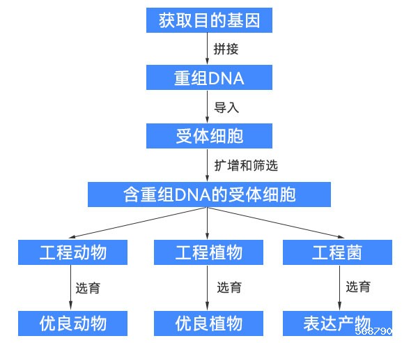 基因工程过程示意图