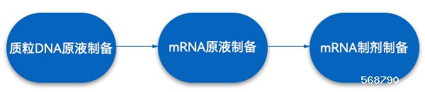 mRNA药物生产工艺步骤