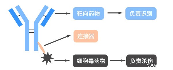 ADC药物治疗示意图