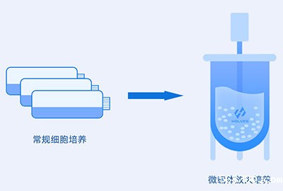 微载体培养过程