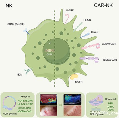 CAR-NK示意图